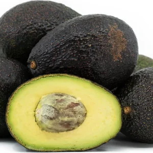 Gem Avocado Tree - 1 Foot Tall Grafted Tree - Ships in Bag