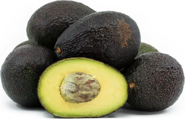 Gem Avocado Tree - 1 Foot Tall Grafted Tree - Ships in Bag