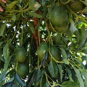 Gem Avocado Tree - 1 Foot Tall Grafted Tree - Ships in Bag
