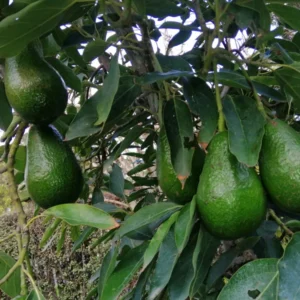 Gem Avocado Tree - Grafted Fruit Tree - 2 to 3 Feet Tall - 3 Gal Pot