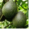 Gem Avocado Tree - Grafted Fruit Tree - 3-4 Feet Tall - Bigger Trunk