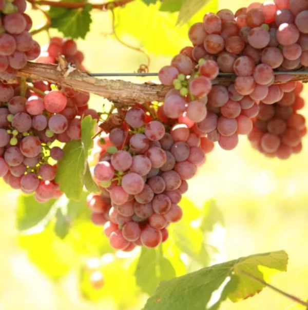 Gewurztraminer Grape Vine - 2 Bare Root Live Plant - White Wine Variety