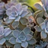 Ghost Plant Purple Succulent - 2.5 inch Potted Houseplant Graptopetalum paraguayense