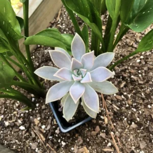 Ghost Plant Purple Succulent - 2.5 inch Potted Houseplant Graptopetalum paraguayense