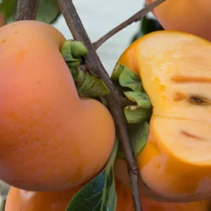 Giant Fuju Persimmon Tree - Grafted Tree - 3-4 ft Tall - 3 Gal Pot - Fall Harvest