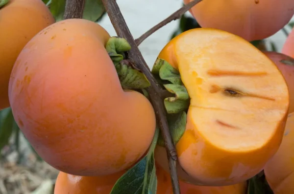 Giant Fuju Persimmon Tree - Grafted Tree - 3-4 ft Tall - 3 Gal Pot - Fall Harvest