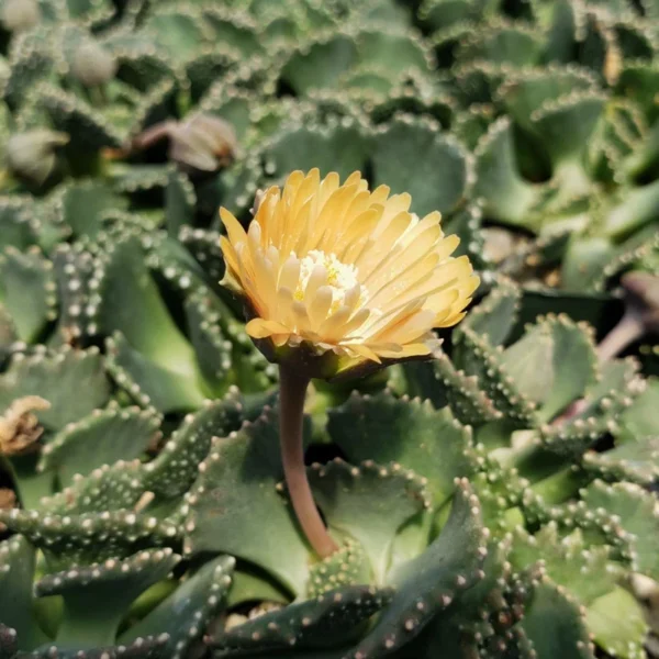 Giant Jewel Plant Aloinopsis malherbi - 2.5 inch Potted Succulent