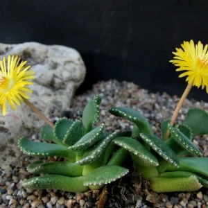 Giant Jewel Plant Aloinopsis malherbi - 2.5 inch Potted Succulent
