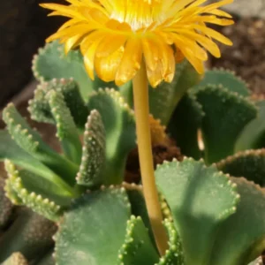Giant Jewel Plant Aloinopsis malherbi - 2.5 inch Potted Succulent