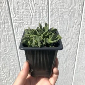 Giant Jewel Plant Aloinopsis malherbi - 2.5 inch Potted Succulent