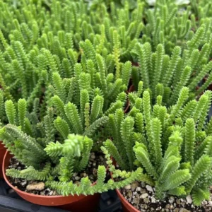 Giant Watch Chain Succulent Princess Pine Live Plant 4 inch Pot - Crassula Muscosa