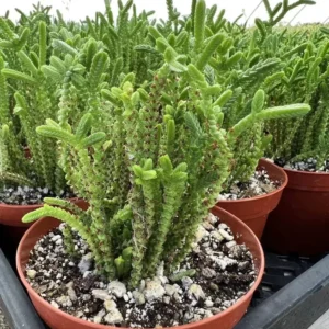 Giant Watch Chain Succulent Princess Pine Live Plant 4 inch Pot - Crassula Muscosa