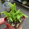 Giant Watch Chain Succulent - Princess Pine Live Plant in 2 inch Pot