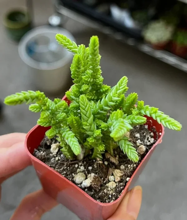 Giant Watch Chain Succulent - Princess Pine Live Plant in 2 inch Pot