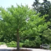 Ginkgo Biloba Maidenhair Tree Plant 6-12 Inch Tall - Potted Ginkgo Tree
