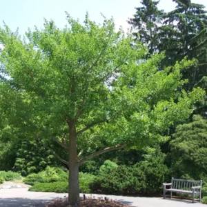 Ginkgo Biloba Maidenhair Tree Plant 6-12 Inch Tall - Potted Ginkgo Tree