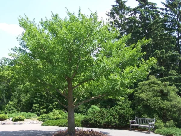 Ginkgo Biloba Maidenhair Tree Plant 6-12 Inch Tall - Potted Ginkgo Tree