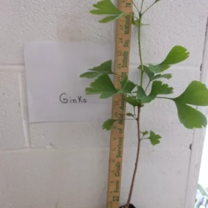 Ginkgo Biloba Maidenhair Tree Plant 6-12 Inch Tall - Potted Ginkgo Tree