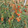 Goji Berries Plant - Lycium Barbarum Fruit Tree - 1 Feet Tall - 6 Inch Pot