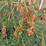 Goji Berries Plant - Lycium Barbarum Fruit Tree - 1 Feet Tall - 6 Inch Pot