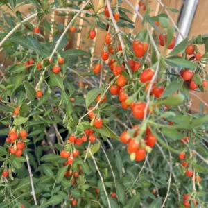 Goji Berries Plant - Lycium Barbarum Fruit Tree - 1 Feet Tall - 6 Inch Pot