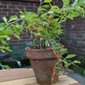 Goji Berries Plant - Lycium Barbarum Fruit Tree - 1 Feet Tall - 6 Inch Pot