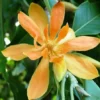 Gold Champaca Plant - Fragrant Yellow Joy Tree - 1 Foot Tall