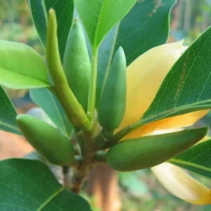 Gold Champaca Plant - Fragrant Yellow Joy Tree - 1 Foot Tall