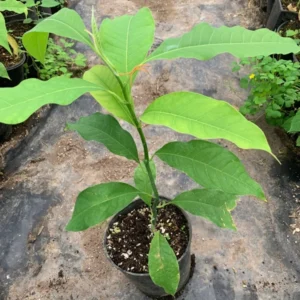 Gold Champaca Plant - Fragrant Yellow Joy Tree - 1 Foot Tall