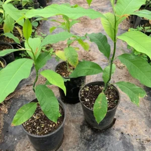 Gold Champaca Plant - Fragrant Yellow Joy Tree - 1 Foot Tall