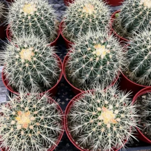 Golden Barrel Cactus Live Plant 2 inch - Spiky Desert Accent