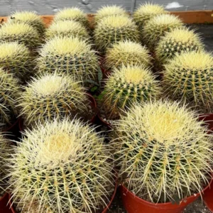 Golden Barrel Cactus Live Plant 2 inch - Spiky Desert Accent