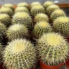 Golden Barrel Cactus Live Plant - 6 Inch Potted Echinocactus Grusonii