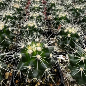 Golden Barrel Cactus Live Plant - 6 Inch Potted Echinocactus Grusonii