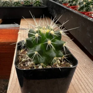 Golden Barrel Cactus Live Plant - 6 Inch Potted Echinocactus Grusonii