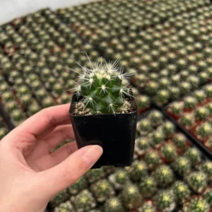 Golden Barrel Cactus Live Plant - 6 Inch Potted Echinocactus Grusonii