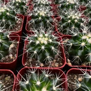 Golden Barrel Cactus Live Plant - 6 Inch Potted Echinocactus Grusonii