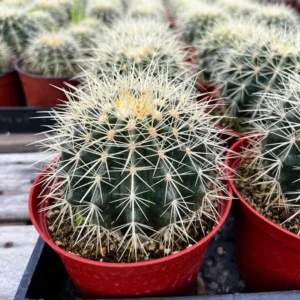 Golden Barrel Cactus Live Plant - 6 Inch Potted Echinocactus Grusonii