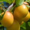 Golden Nectar Plum Tree - 3-4 ft Tall Golden Plum Fruit Tree in 3 Gal Pot