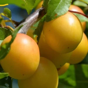 Golden Nectar Plum Tree - 3-4 ft Tall Golden Plum Fruit Tree in 3 Gal Pot