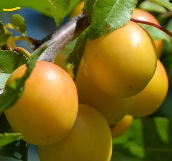 Golden Nectar Plum Tree - 3-4 ft Tall Golden Plum Fruit Tree in 3 Gal Pot
