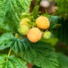 Golden Raspberry Plant Anne NON-GMO - Yellow Fall Bearing Raspberry