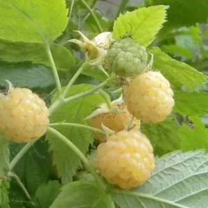 Golden Raspberry Plant Anne NON-GMO - Yellow Fall Bearing Raspberry