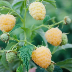 Golden Raspberry Plant Anne NON-GMO - Yellow Fall Bearing Raspberry