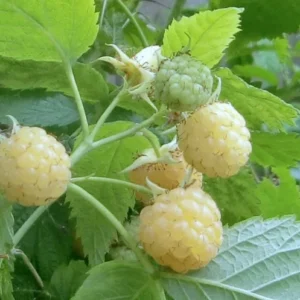Golden Raspberry Plant Anne NON-GMO - Yellow Fall Bearing Raspberry