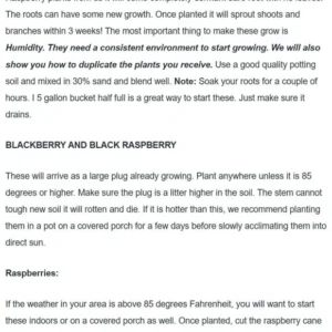 Golden Raspberry Plant Anne NON-GMO - Yellow Fall Bearing Raspberry