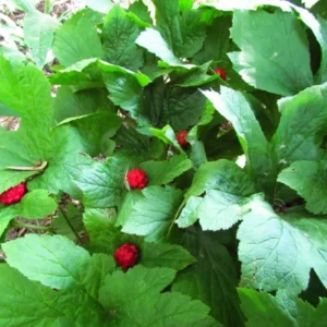 Golden Seal Roots Hydrastis Canadensis - 10 Bare Root Plants - Herbal Remedy