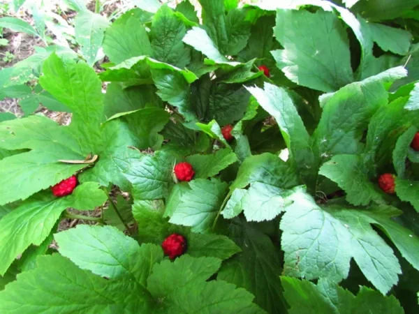 Golden Seal Roots Hydrastis Canadensis - 10 Bare Root Plants - Herbal Remedy