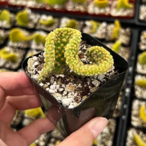 Golden Wavy Cactus Opuntia Microdasys Monstrosus Small Succulent Live Plant 2.5'' Pot
