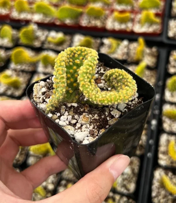 Golden Wavy Cactus Opuntia Microdasys Monstrosus Small Succulent Live Plant 2.5'' Pot